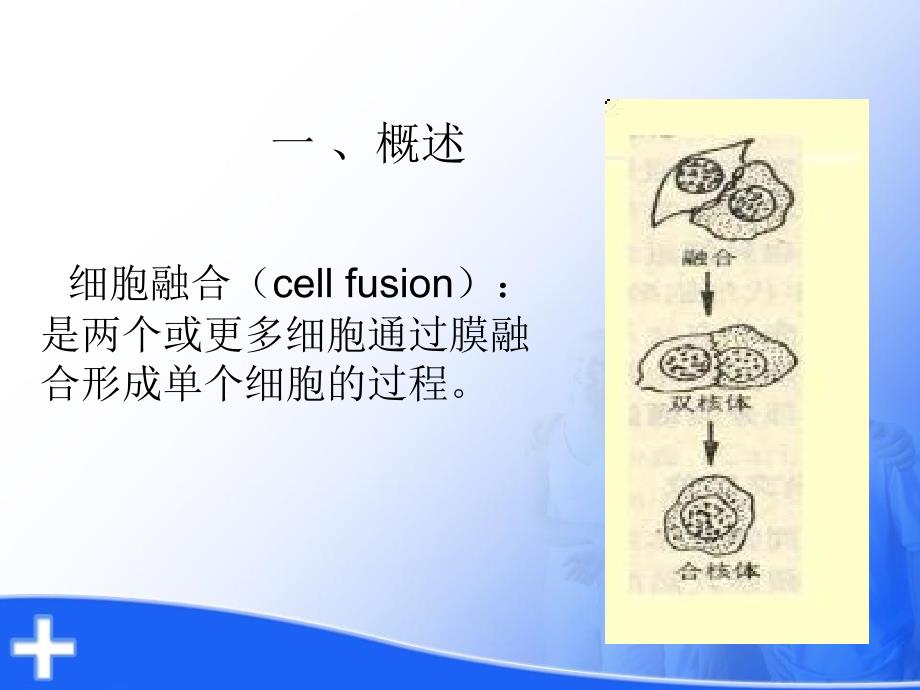 细胞工程-6细胞融合_第3页