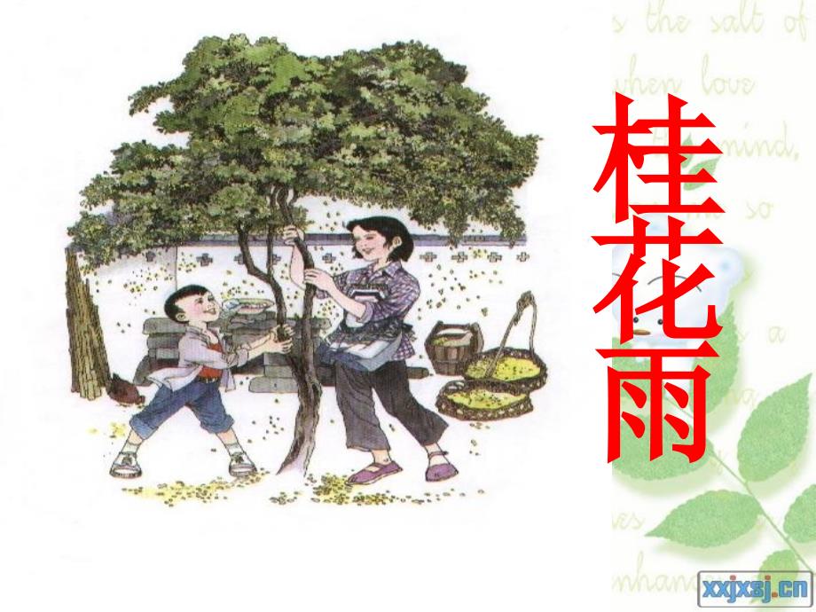 桂花雨 (4)_第1页