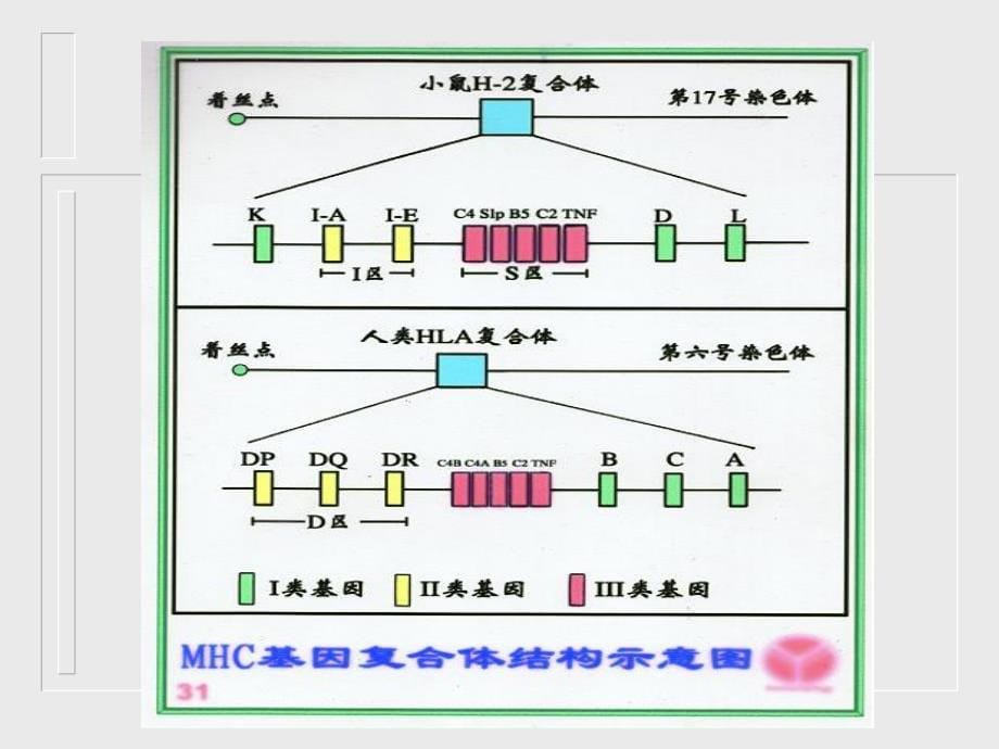 微生物与免疫学课件：7 MHC_第5页