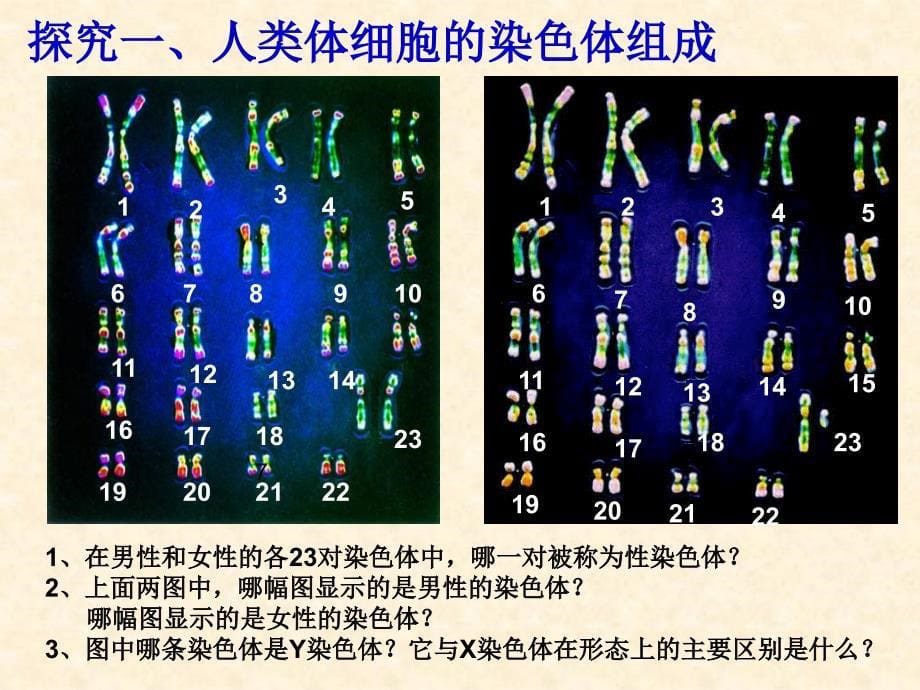 课件设计《人的性别遗传》_第5页