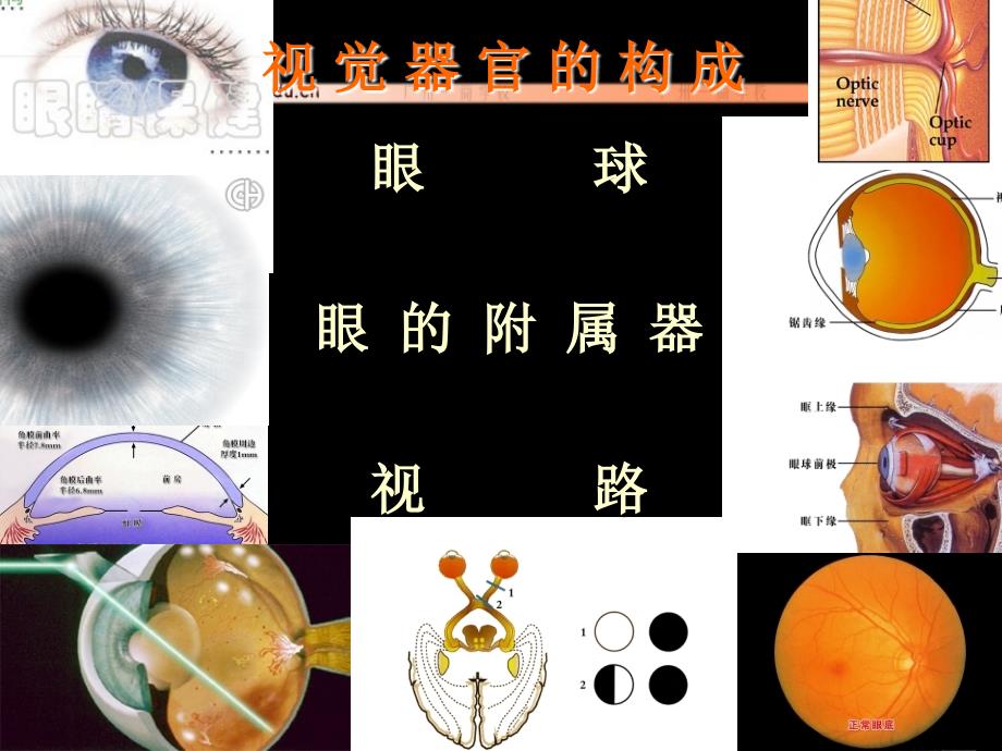 角膜解剖结构课件.ppt_第1页