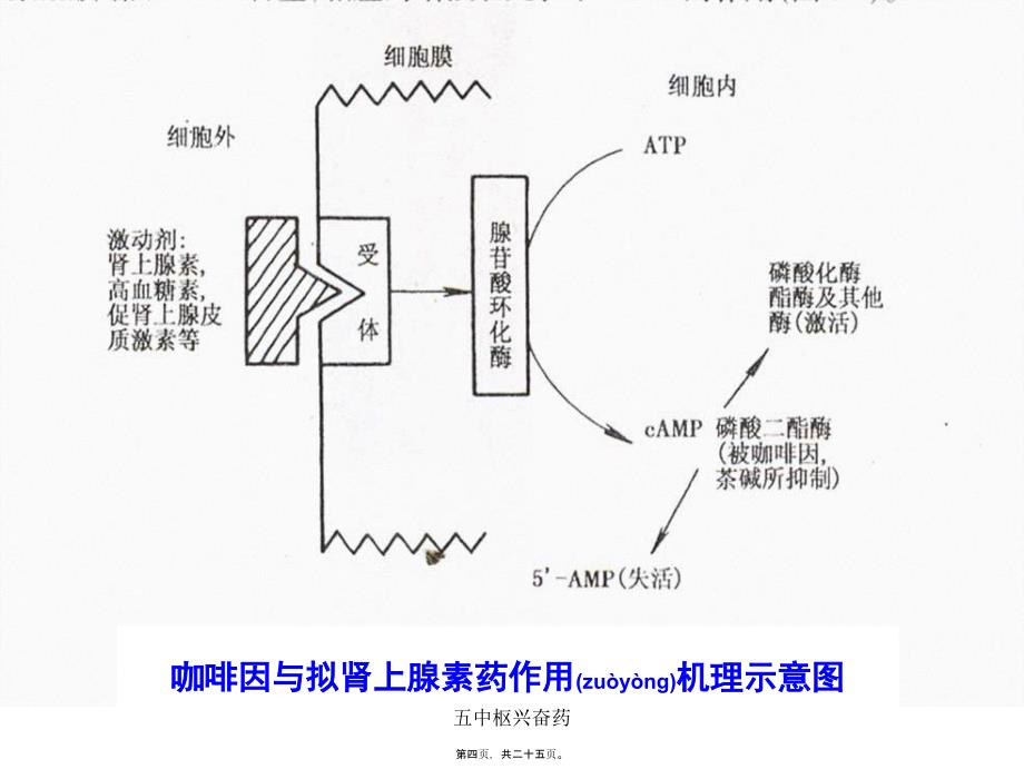 五中枢兴奋药课件_第4页