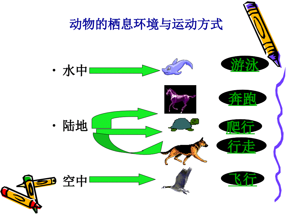 动物的运动和行为 复习课件_第2页