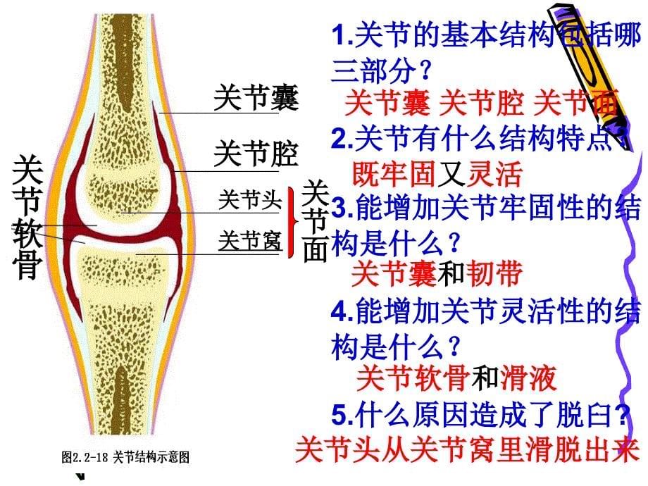 动物的运动和行为 复习课件_第5页