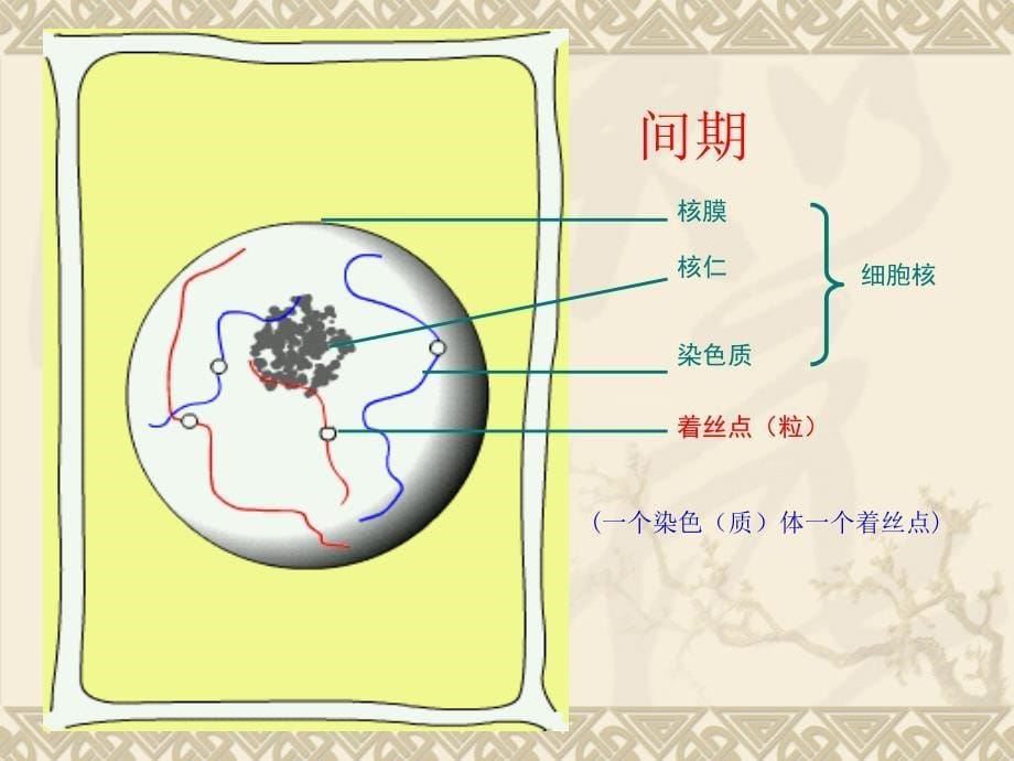 有丝分裂(全内容)7949_第5页