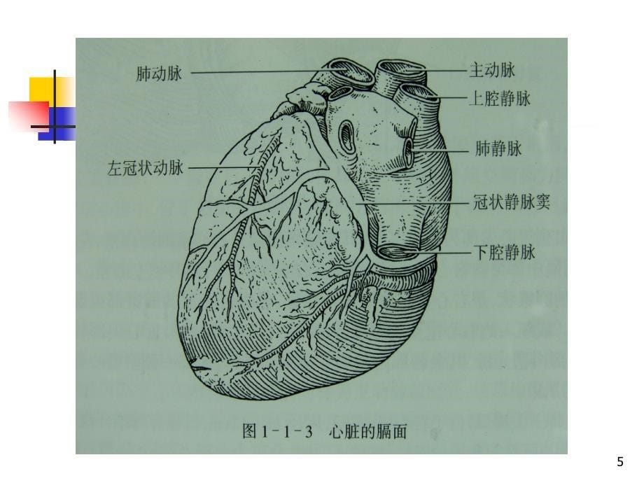 冠脉造影与X线解剖对照图0PPT课件_第5页