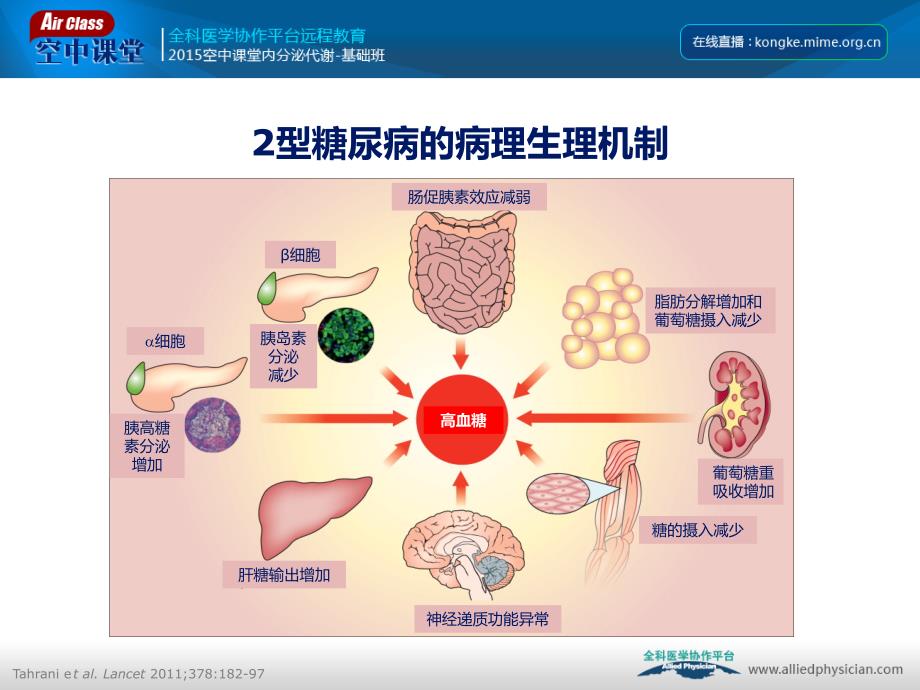 口服降糖药的机制课件_第2页