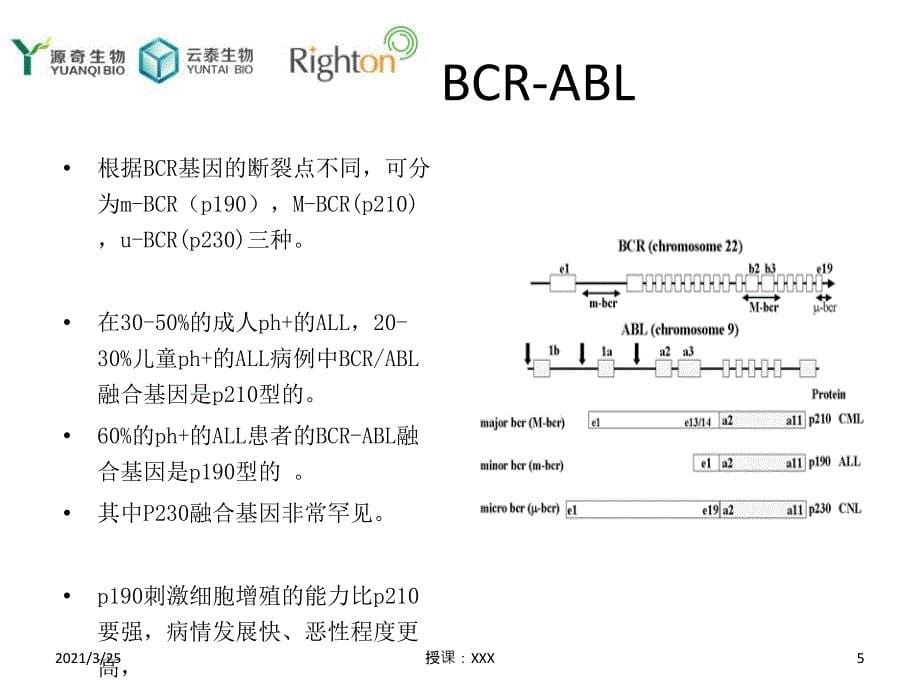 BCR-ABL概述PPT课件_第5页