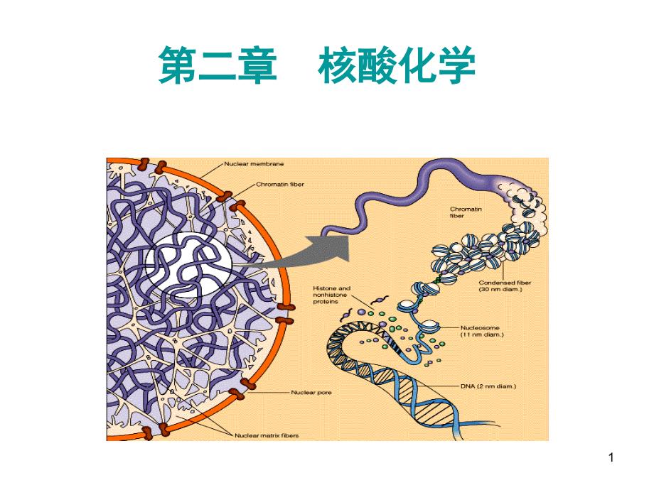 医学第2章核酸化学_第1页