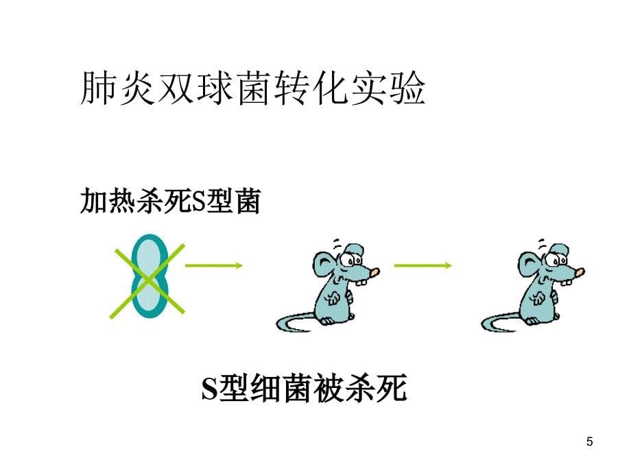 医学第2章核酸化学_第5页