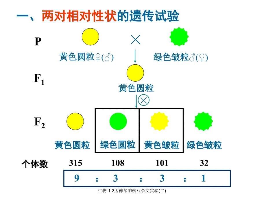 生物1.2孟德尔的豌豆杂交实验二课件_第5页