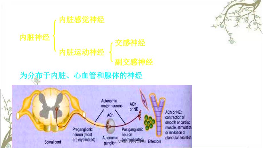 人体解剖学周围神经_第2页