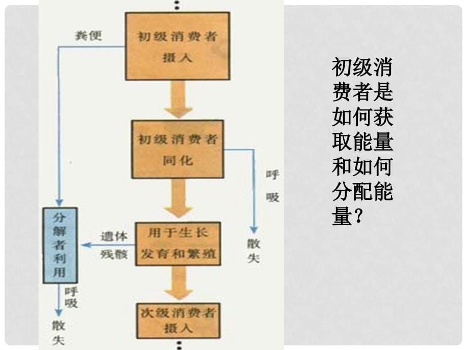 云南省弥勒县庆来中学高中生物 生态系统的能量流动3课件 新人教版必修3_第5页