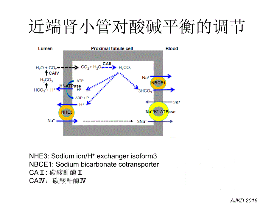 肾小管酸中毒的诊断课件.ppt_第3页