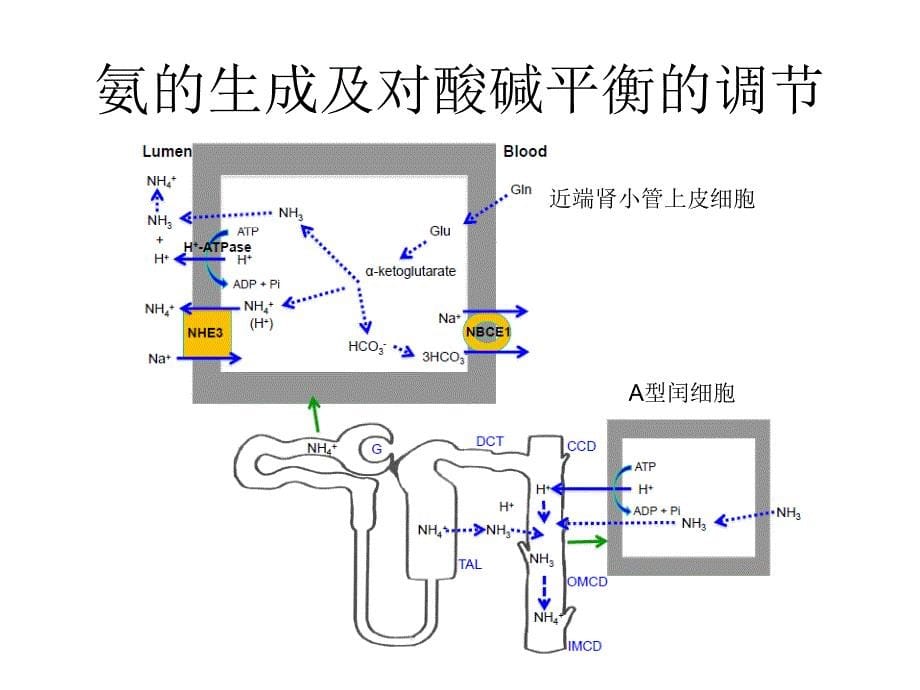 肾小管酸中毒的诊断课件.ppt_第5页