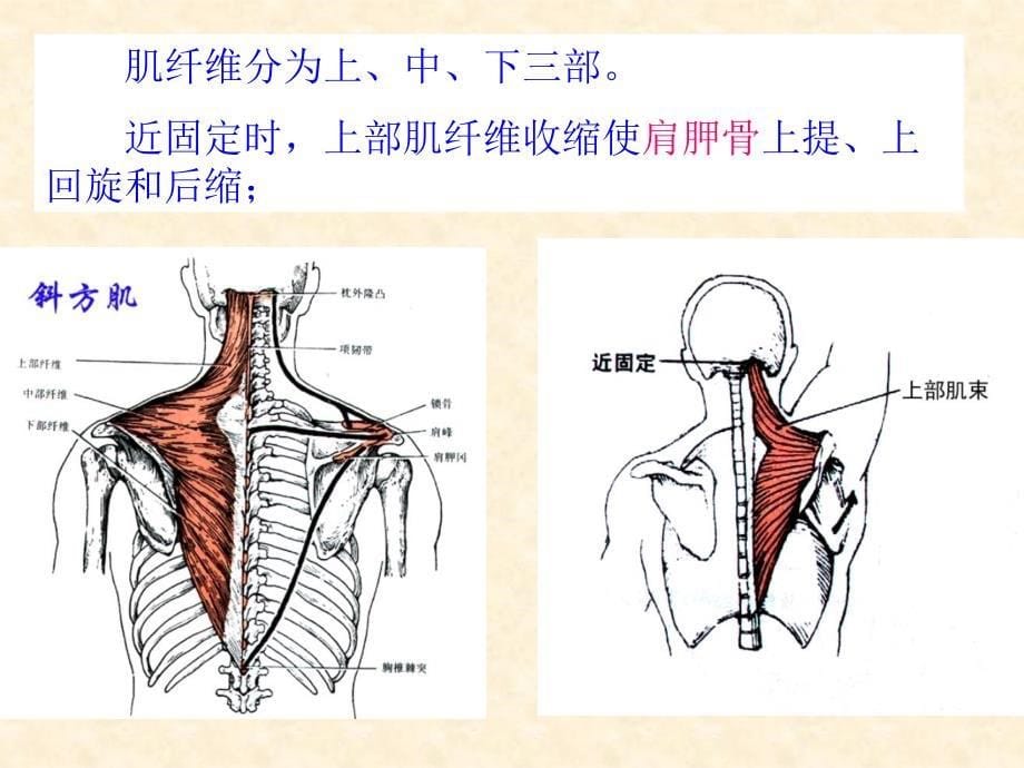 《基础解剖学》课件：运动系统－－骨骼肌－－躯干肌_第5页