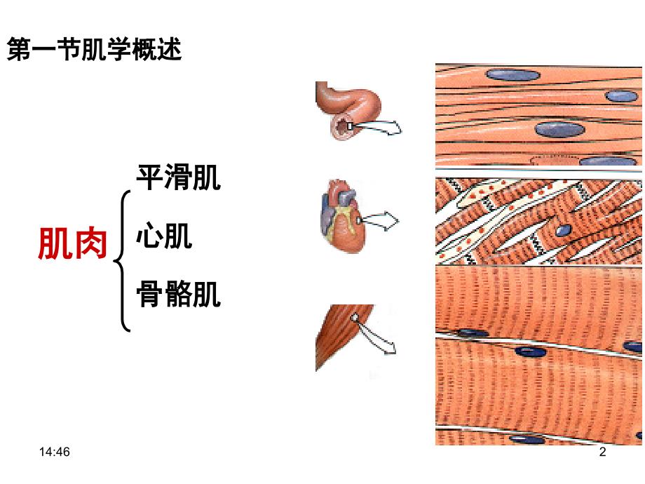 骨骼肌nppt课件_第2页