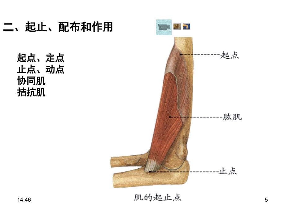 骨骼肌nppt课件_第5页