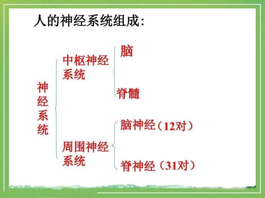 《人体的神经调节》参考课件1_第5页