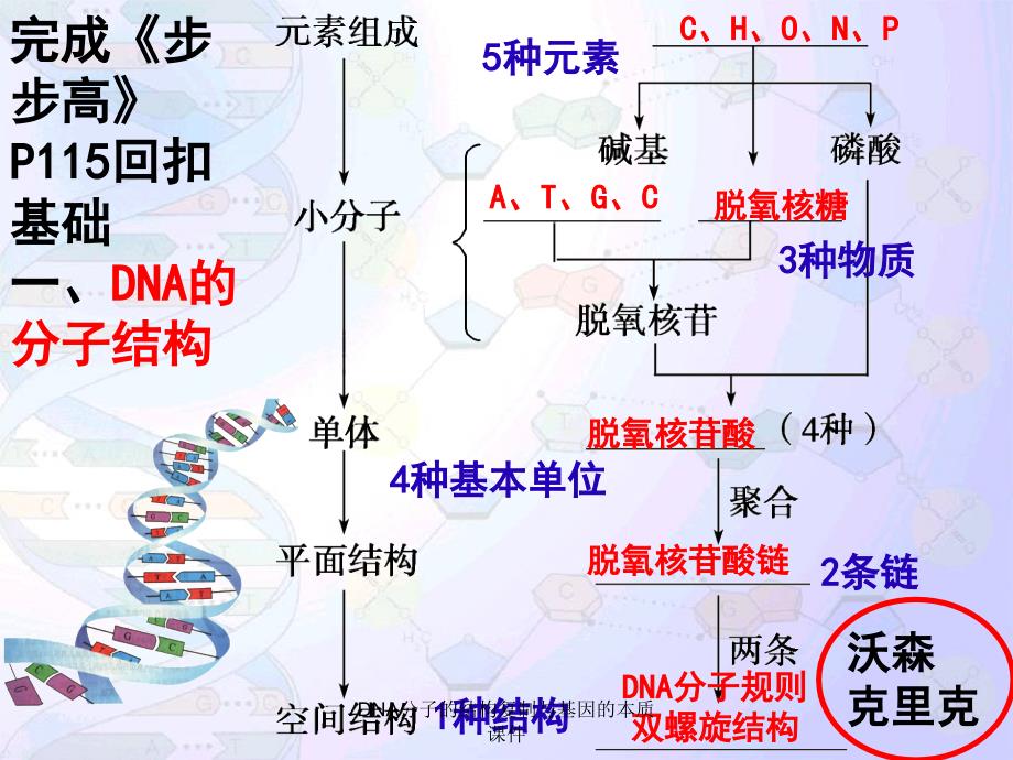 DNA分子的结构复制与基因的本质课件_第4页