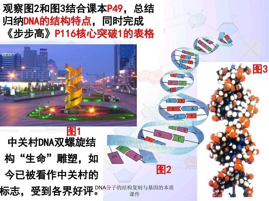 DNA分子的结构复制与基因的本质课件_第5页