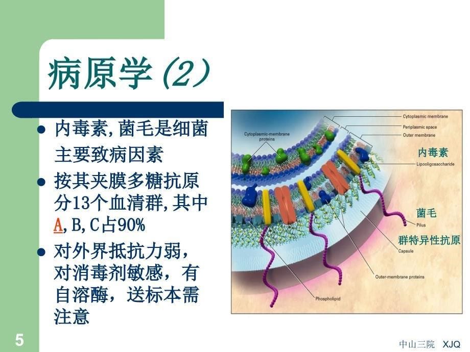 传染病学：流行性脑脊髓膜炎_第5页