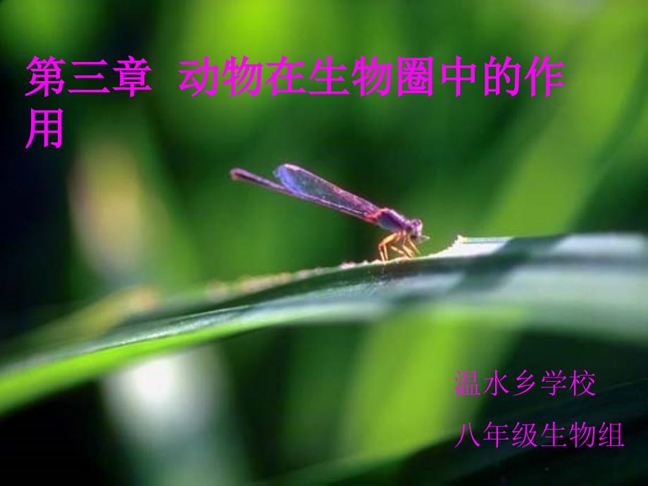 第三章动物在生物圈中的作用（共35张PPT）_第1页