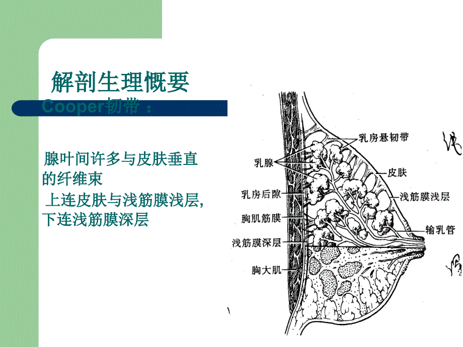 乳腺疾病_第4页