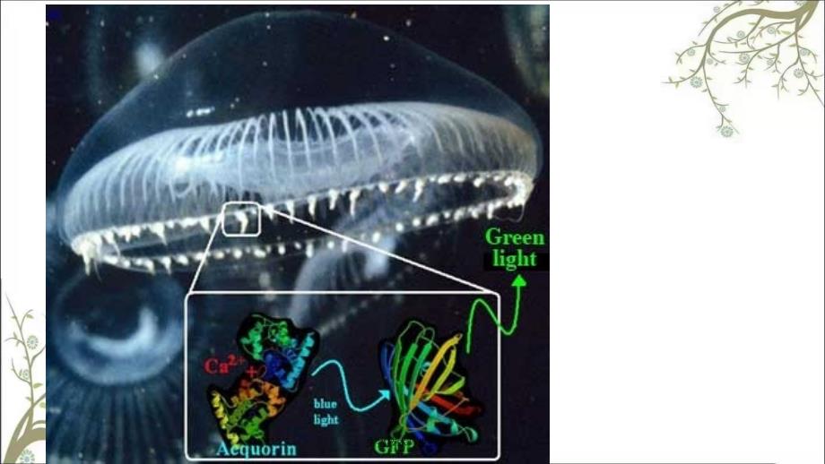 生物技术与生物制药课件_第3页