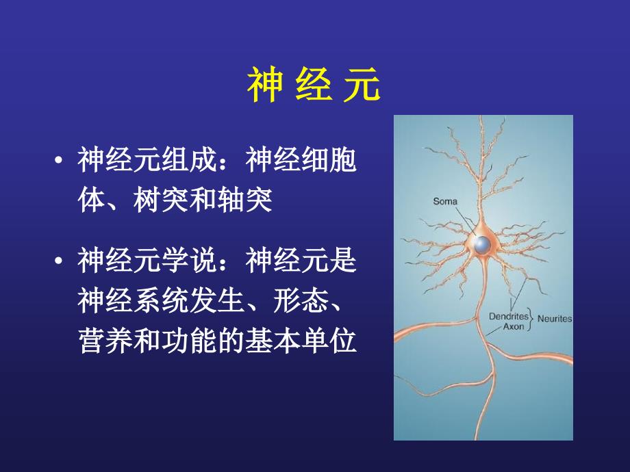 最新：3脑结构与认知PPT文档_第1页