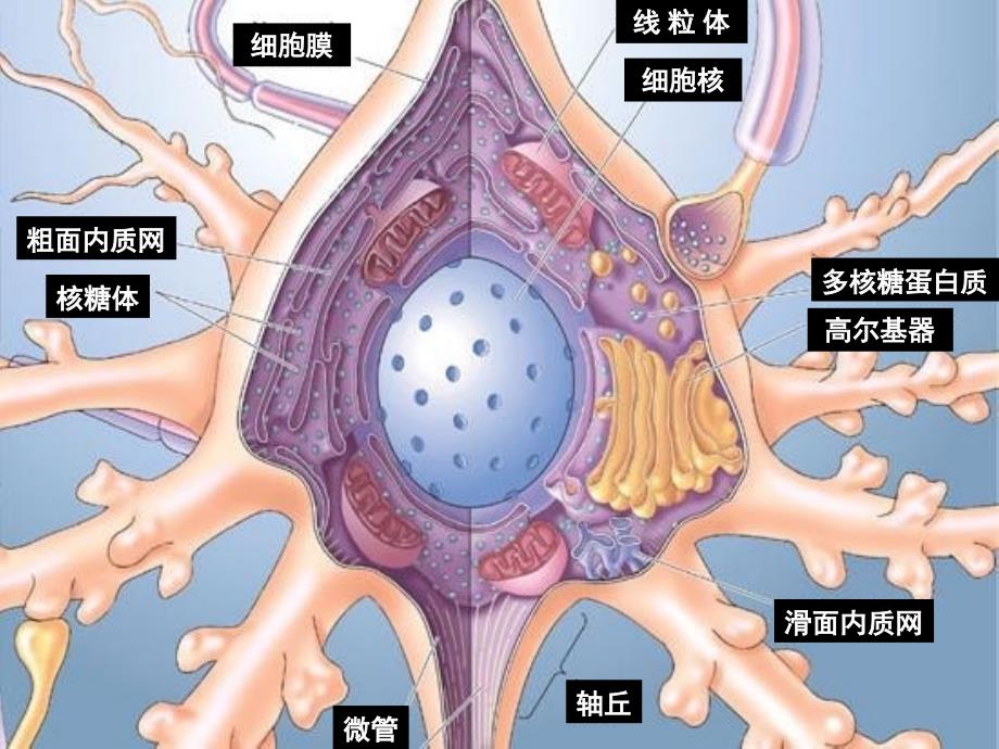 最新：3脑结构与认知PPT文档_第2页