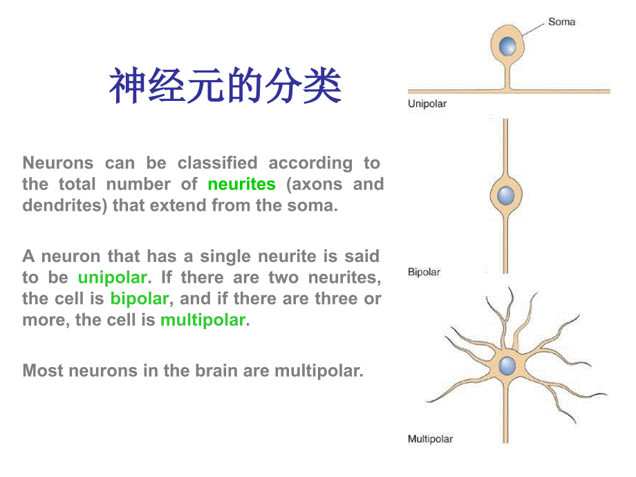 最新：3脑结构与认知PPT文档_第3页