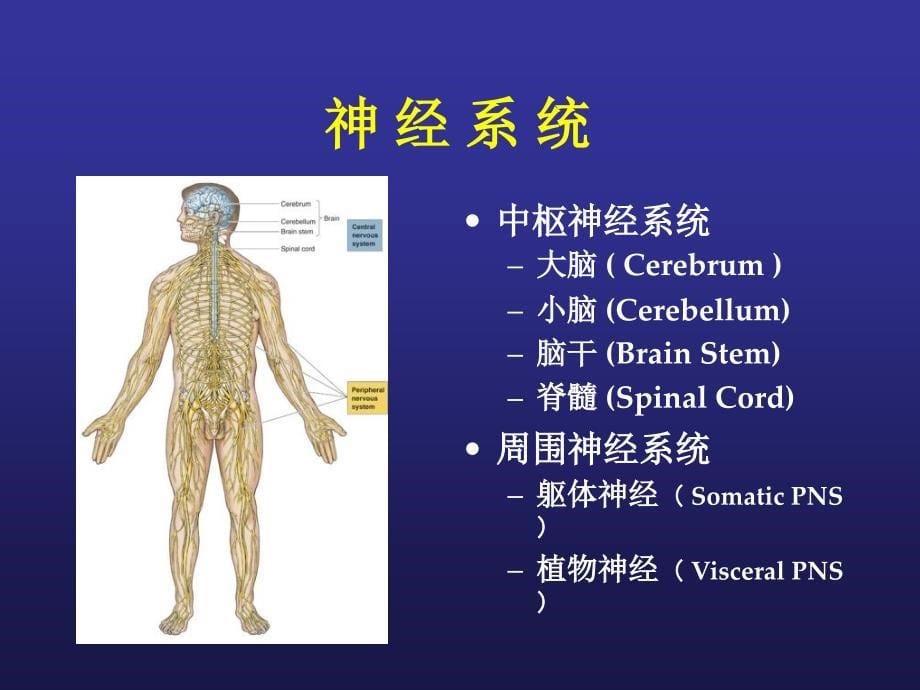 最新：3脑结构与认知PPT文档_第5页