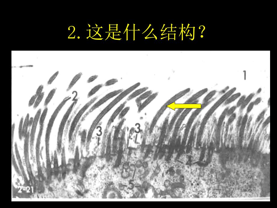 组织学与胚胎学考试课件：03管理信息（新）_第3页