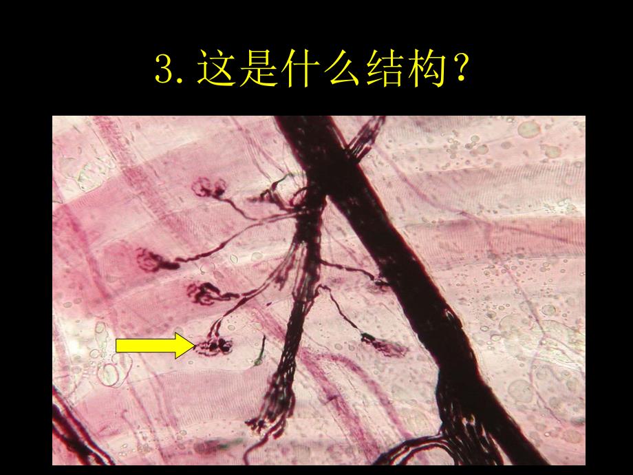 组织学与胚胎学考试课件：03管理信息（新）_第4页