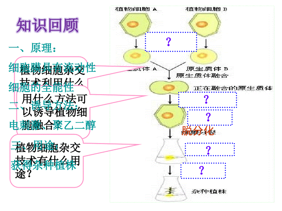 动物细胞融合与单克隆抗体的制备(精品)_第1页