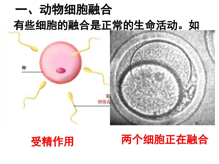 动物细胞融合与单克隆抗体的制备(精品)_第3页