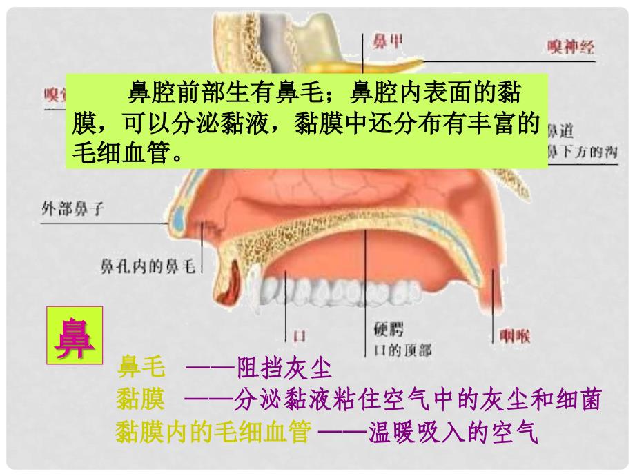 七年级生物下册《10.3 人体和外界环境的气体交换》课件 苏教版_第4页