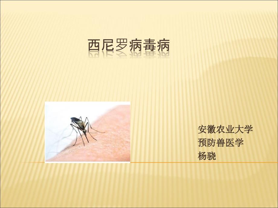 西尼罗病ppt课件_第1页