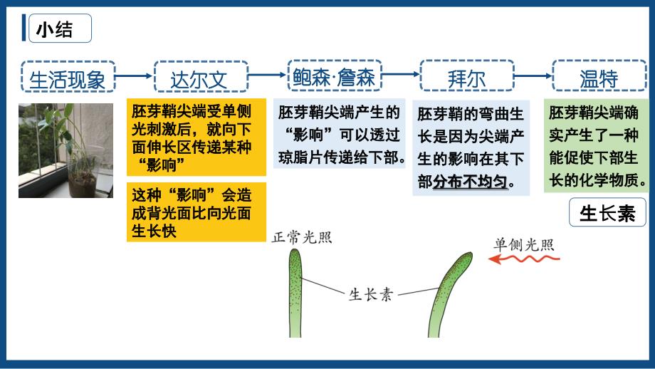 【课件】植物生长素第2课时课件高二上学期生物人教版选择性必修1_第1页