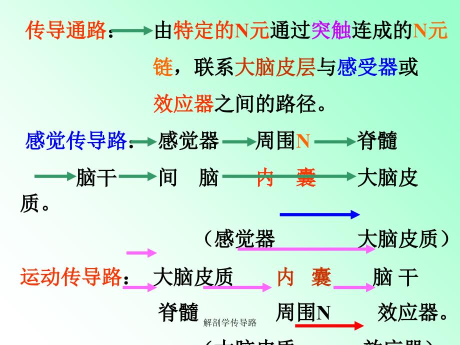 解剖学传导路课件_第2页