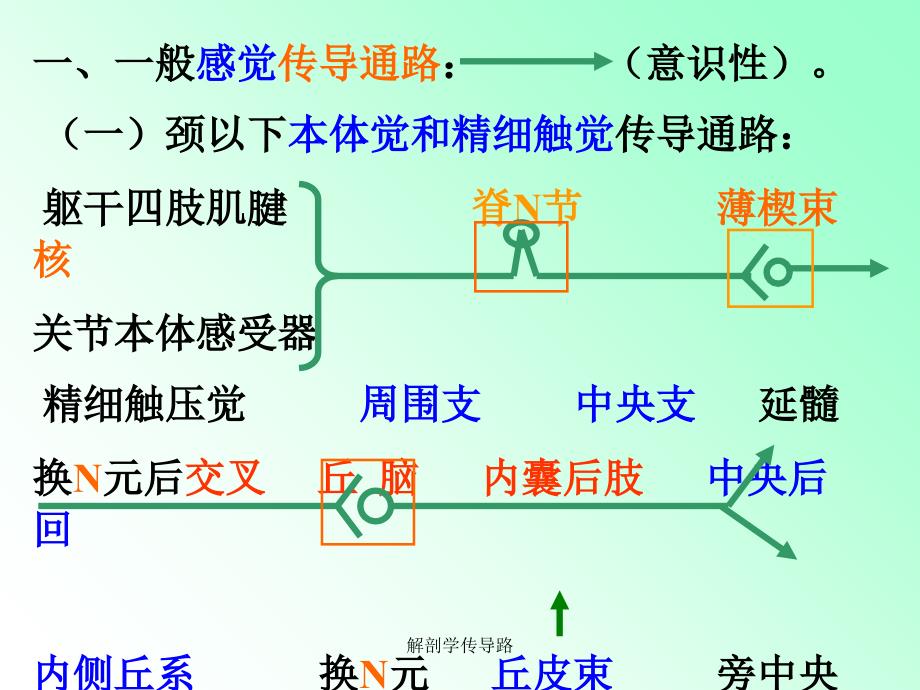 解剖学传导路课件_第4页