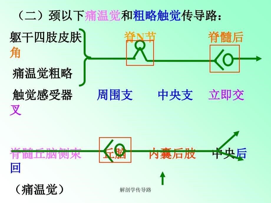 解剖学传导路课件_第5页