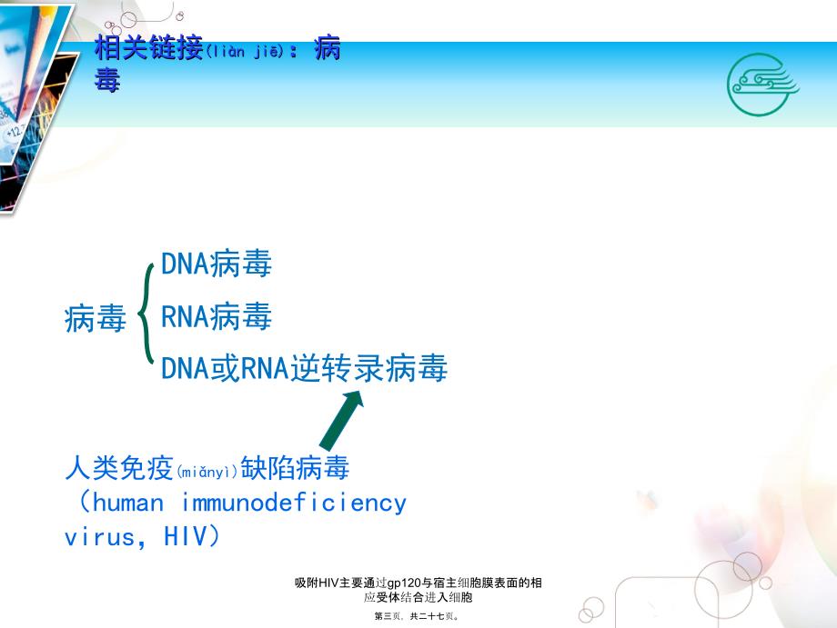 吸附HIV主要通过gp120与宿主细胞膜表面的相应受体结合进入细胞课件_第3页