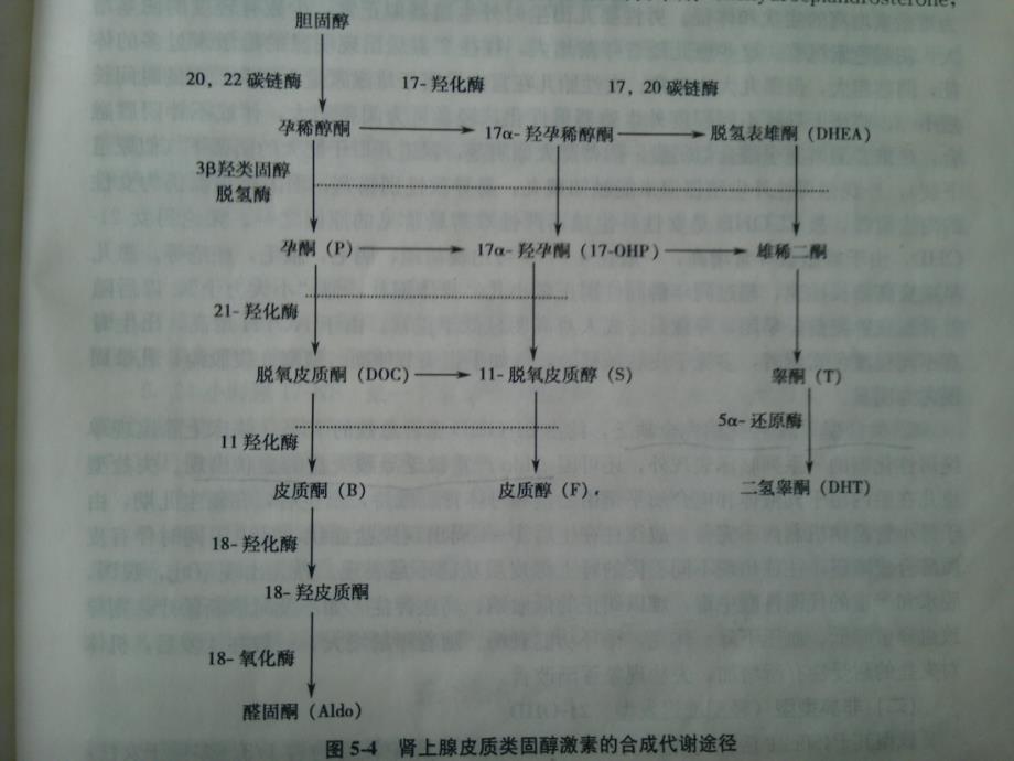 新生儿疾病筛查皮质肾上腺_第3页