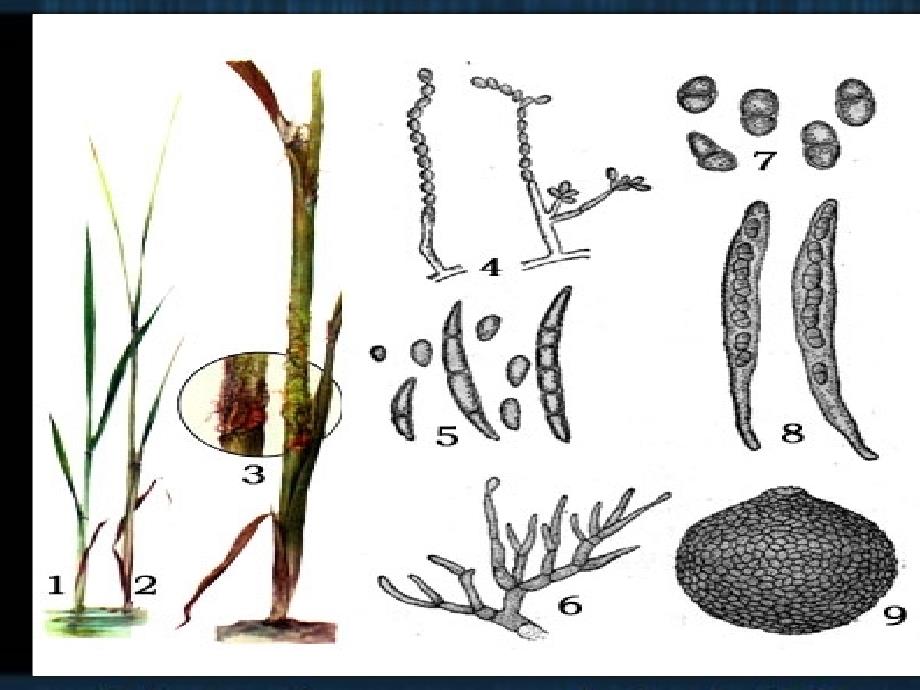 植物生理学：第八章 植物生长物质_第3页