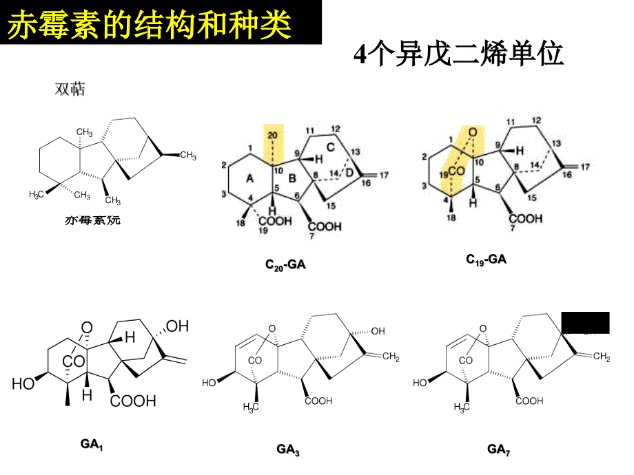 植物生理学：第八章 植物生长物质_第4页