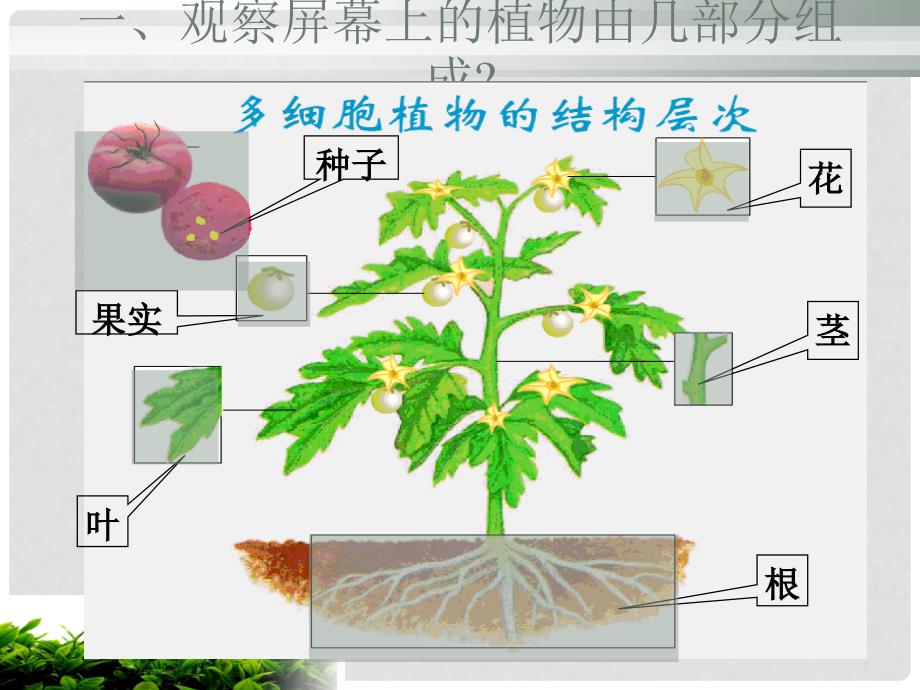 河南省商丘市第八中学七年级生物上册 2.2.3 植物体的结构层次课件2 （新版）新人教版_第4页