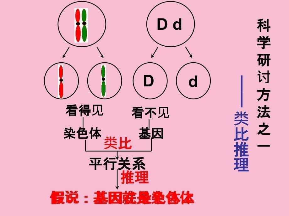 人教版教学基因在染色体上ppt课件_第5页