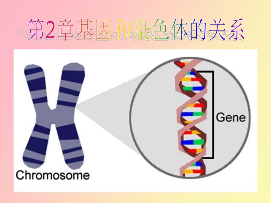 精细胞的形成_第1页